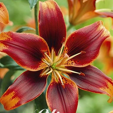Asiatlilja-Lilium Forever Susan 2-pack